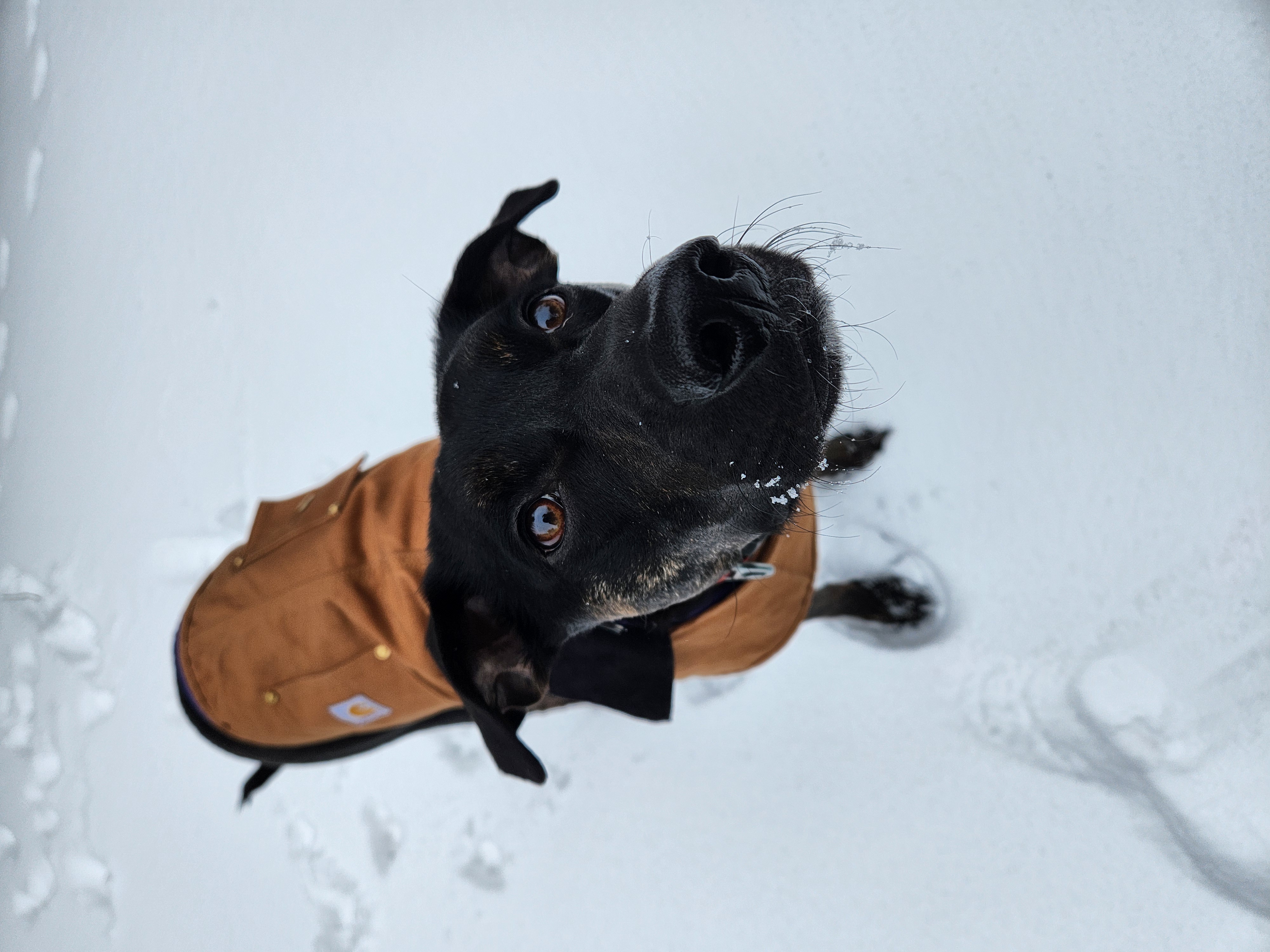 A black dog with brown eyes stands in the snow in a light brown jacket and stares slightly to the right of the camera.